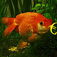 Poisson de Bercy_1_04_08